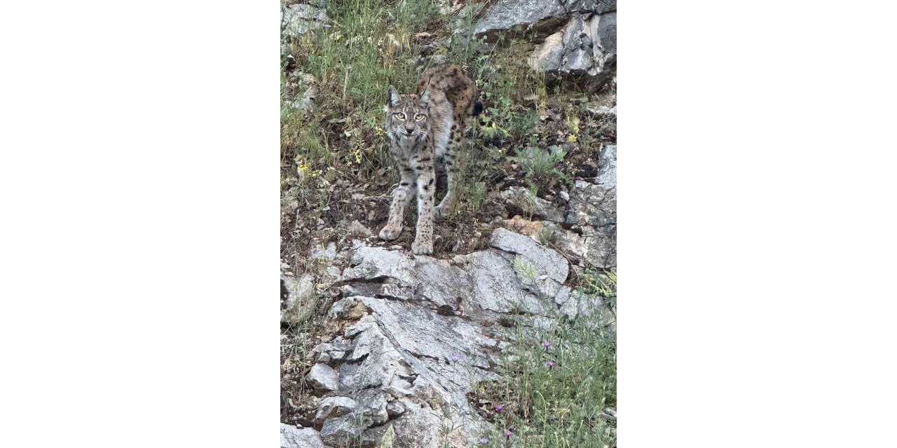 Kırmızı listedeki vaşak Kemaliye’de görüntülendi