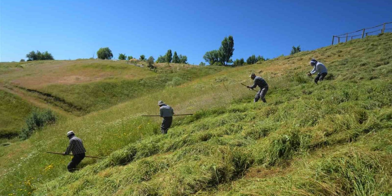 Muş’ta ot biçme sezonu başladı
