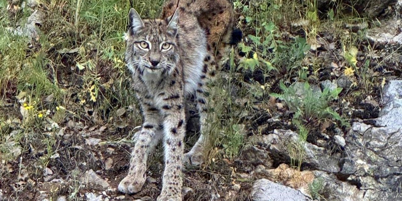 "Ormanın hayaleti" vaşak Kemaliye’de görüntülendi