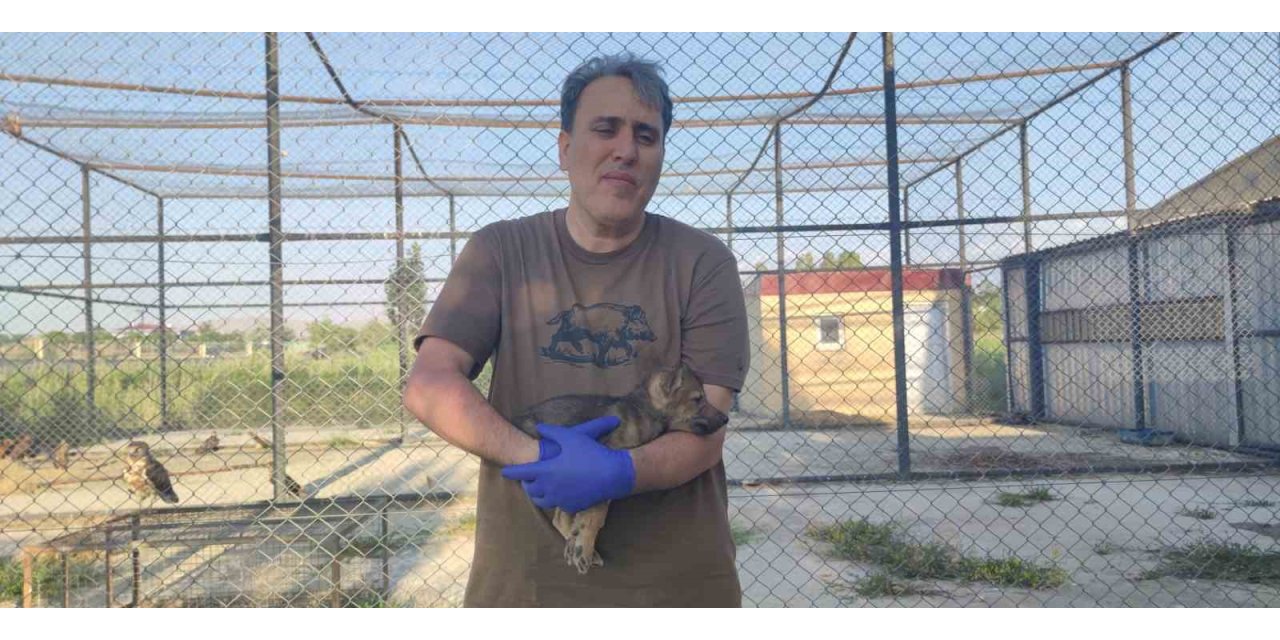 Kurtlar ve köpeklerin akrabalığı araştırılıyor