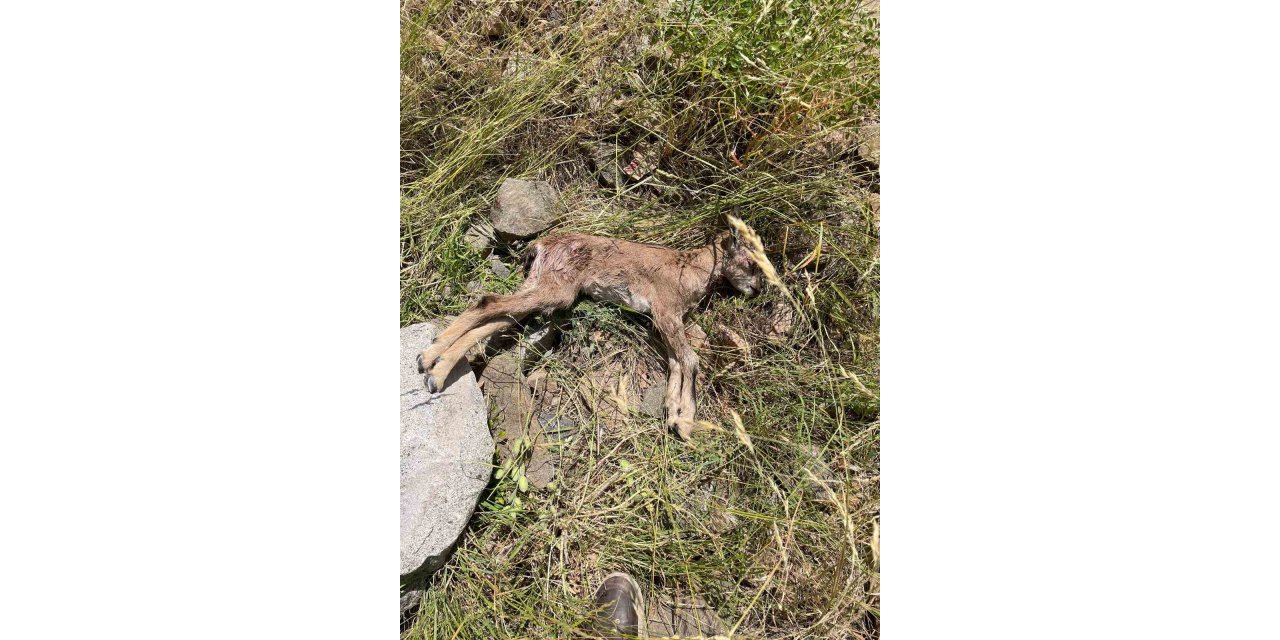 Çoruh Vadisi’nde yaban keçileri tehlike altında