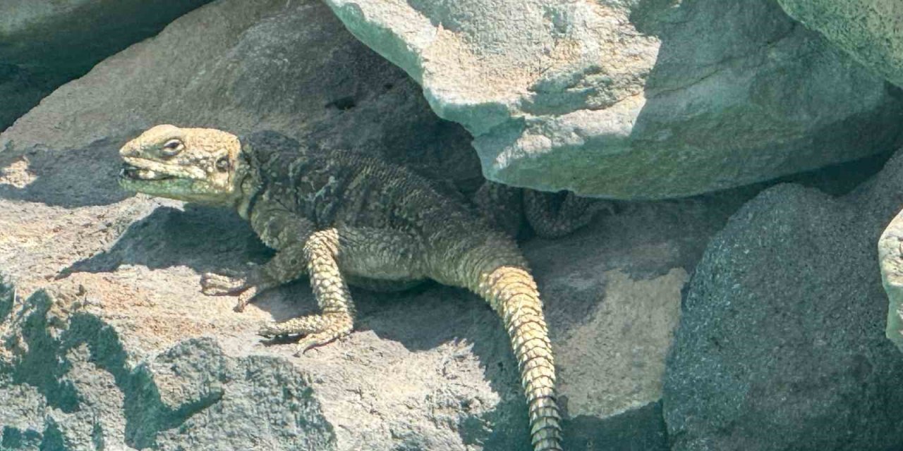 Kafkas keleri Ağrı Dağı eteklerinde beslenirken görüntülendi