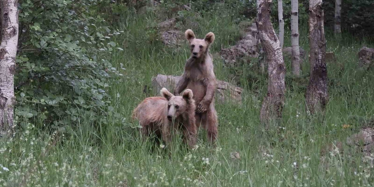Nemrut’ta aç kalan boz ayılar çöplere dadandı