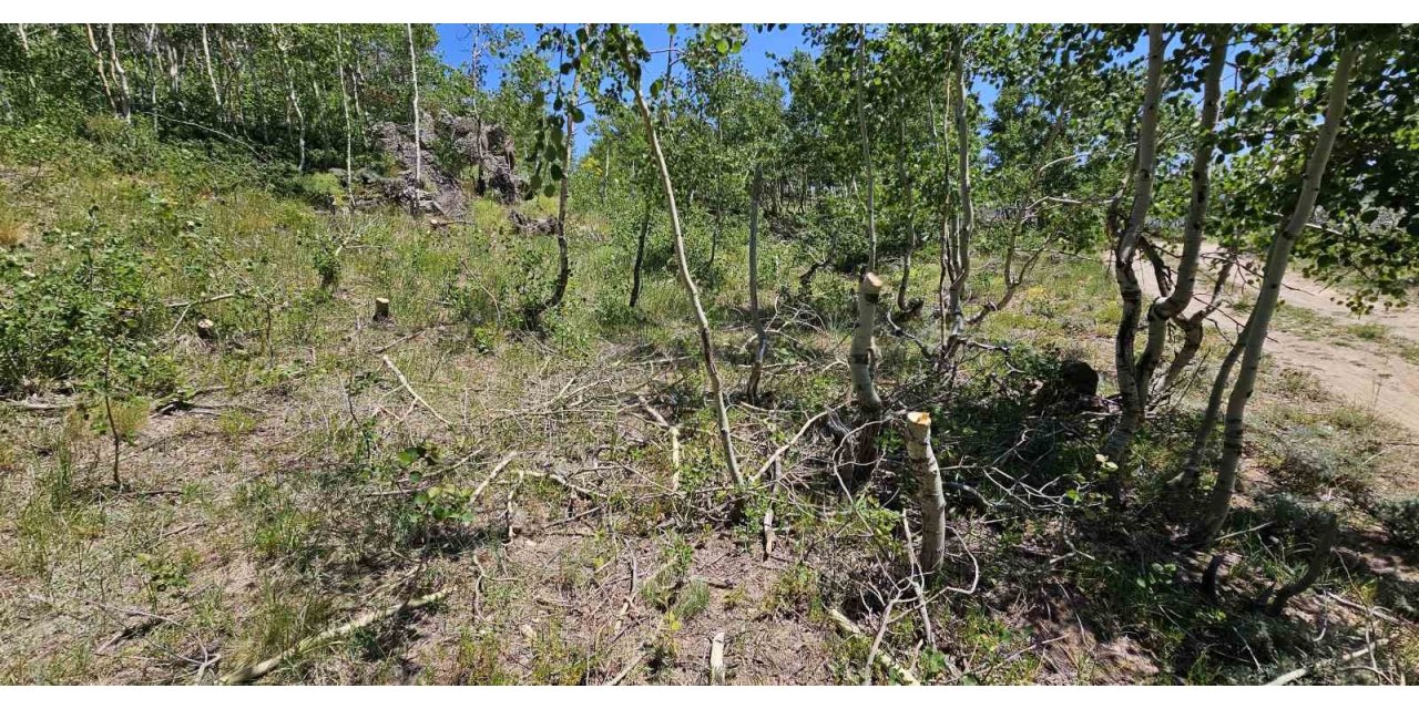 Nemrut Kalderası’nda ağaç katliamı