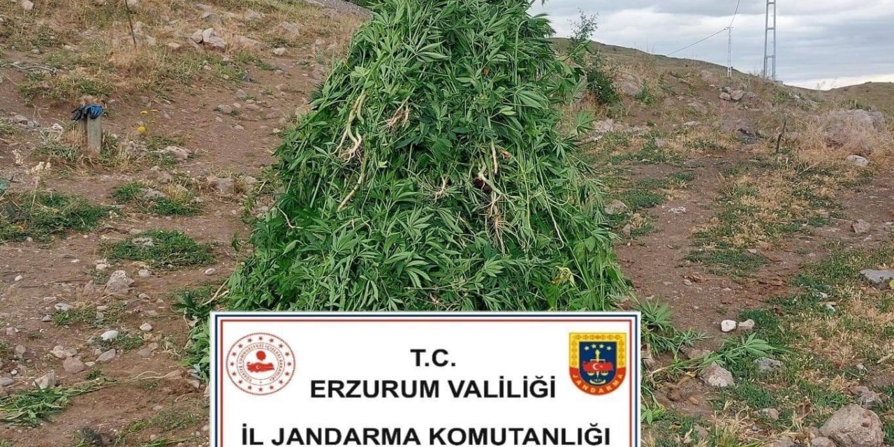 Aşkale’de kenevir operasyonu