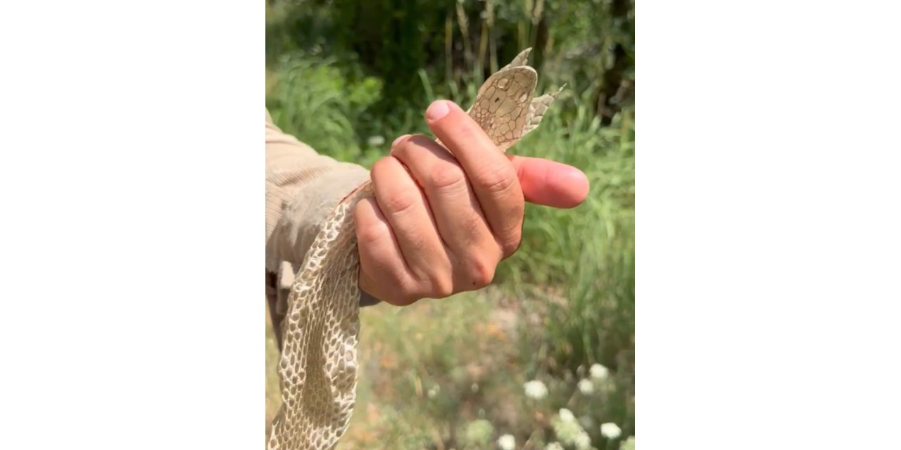 Yüksekova’da en zehirli türlerden birine ait olduğu değerlendirilen yılan derisi bulundu