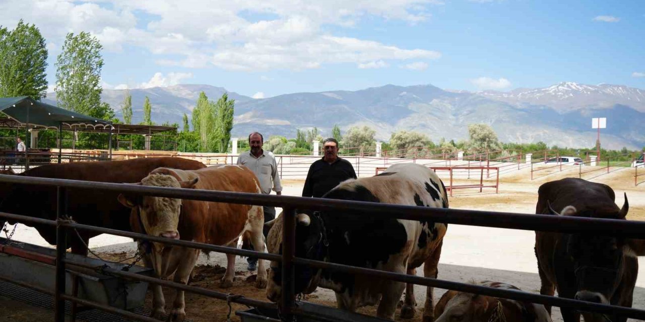 Hayvan pazarı geçici süreyle kapatıldı