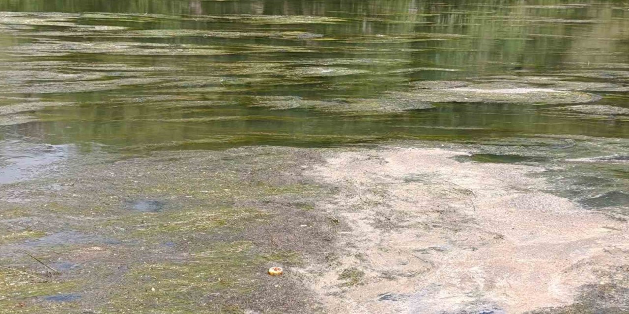 Kars Çayı’nı yosun bastı