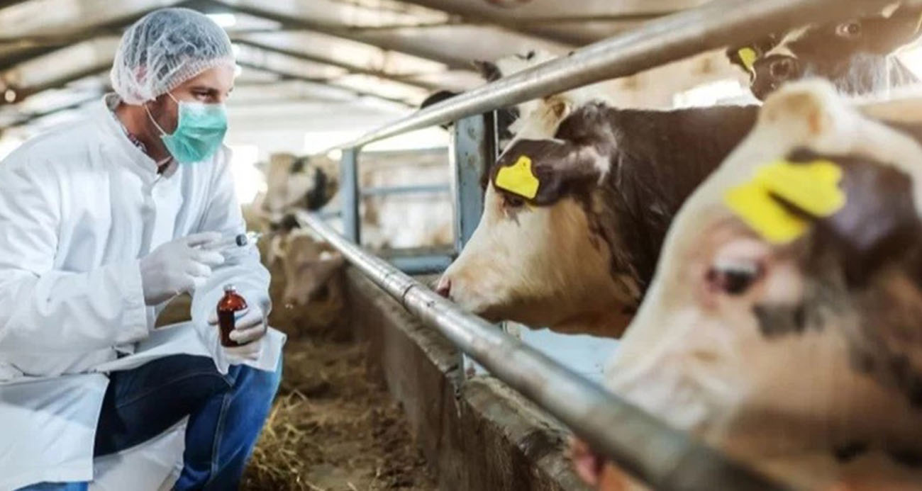 Tarım ve Orman Bakanlığı'ndan şap açıklaması!