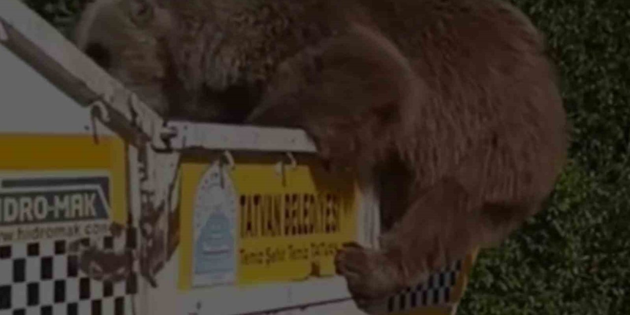 Ayı çöp kamyonetinde yiyecek aradı