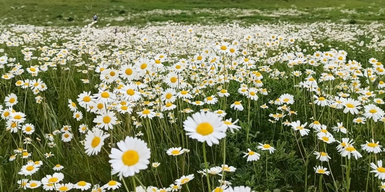 Süphan Dağı eteğindeki Sütey Yaylası’nda papatya tarlası hayranlık uyandırıyor