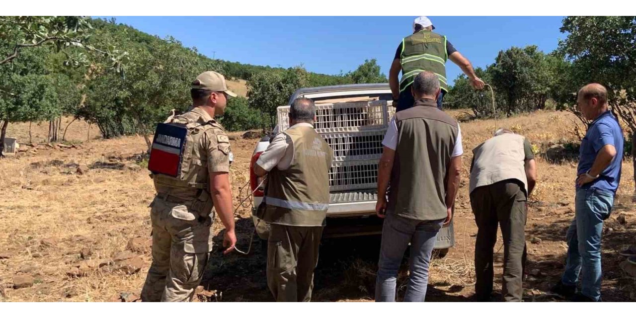 Elazığ’da kene ve zararlı böceklerle biyolojik mücadele çerçevesinde doğaya keklik salımı gerçekleşti