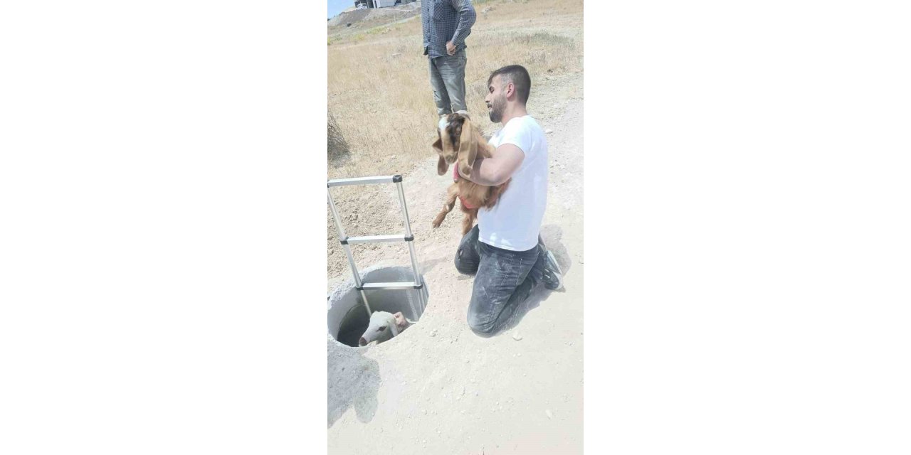 Elazığ’da kuyuya düşen keçi ve koyunları itfaiye kurtardı