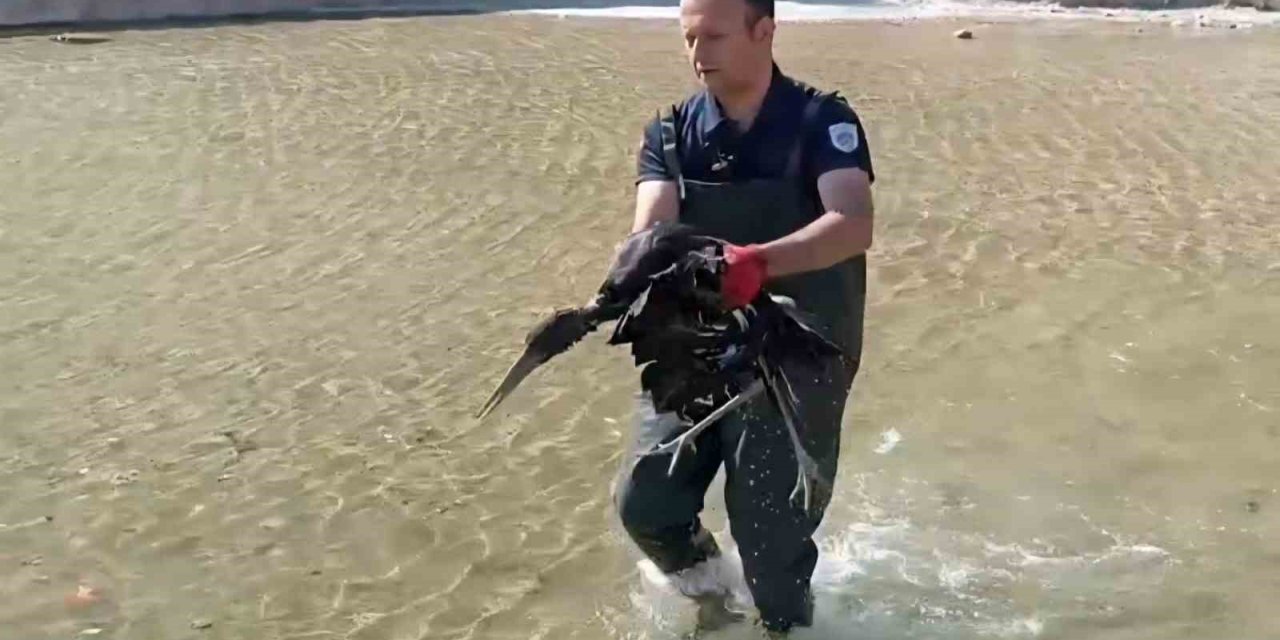 Havuza düşen yaralı leylek koruma altına alındı