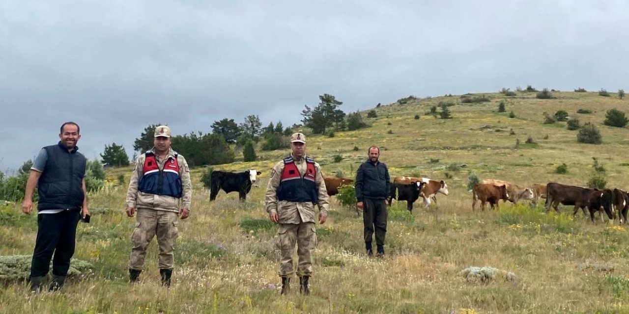 Refahiye’de kaybolan 19 büyükbaş hayvan Giresun il sınırında bulundu
