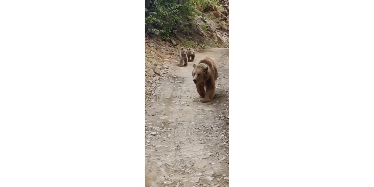 Tunceli’de dağ keçileri ve ayı ailesi kamerada