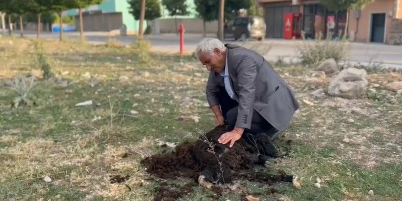 Diyadin’de geleneksel koyun kırkımı devam ediyor