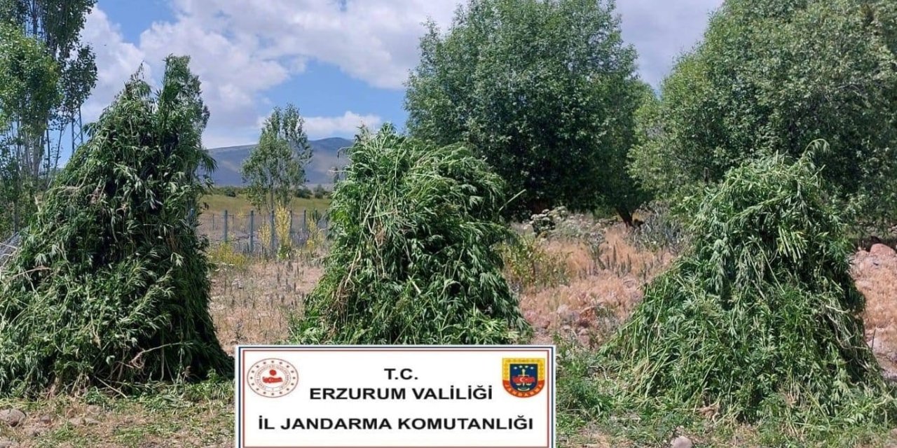 Jandarma’dan kenevir operasyonu