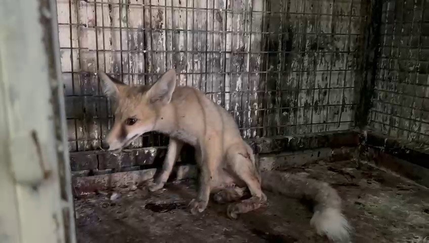 Yol ortasında yaralı olarak bulunan tilki tedavi altına alındı