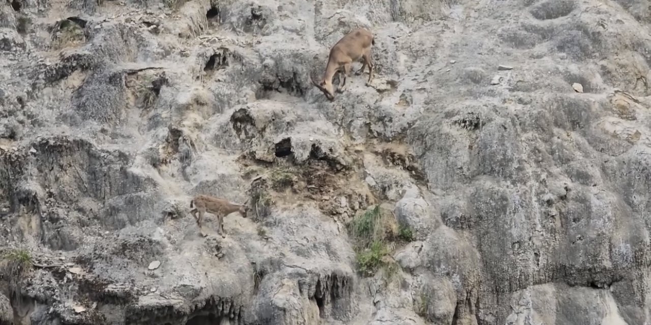 Sarp kayalıkların usta tırmanışçıları görüntülendi