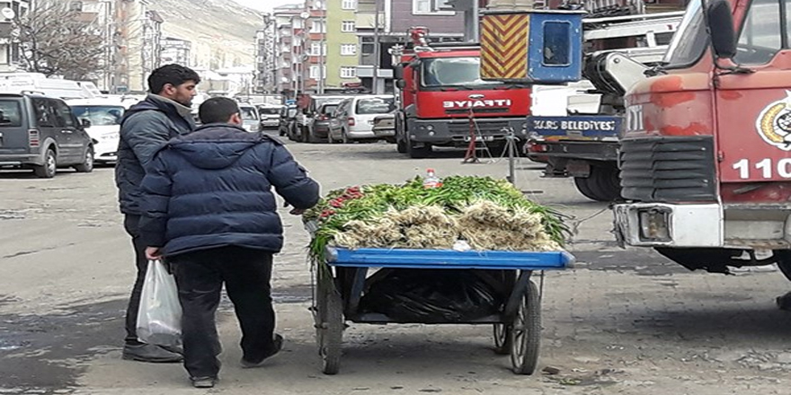 Nahçıvan yeşilliği Kars’ta piyasaya çıktı