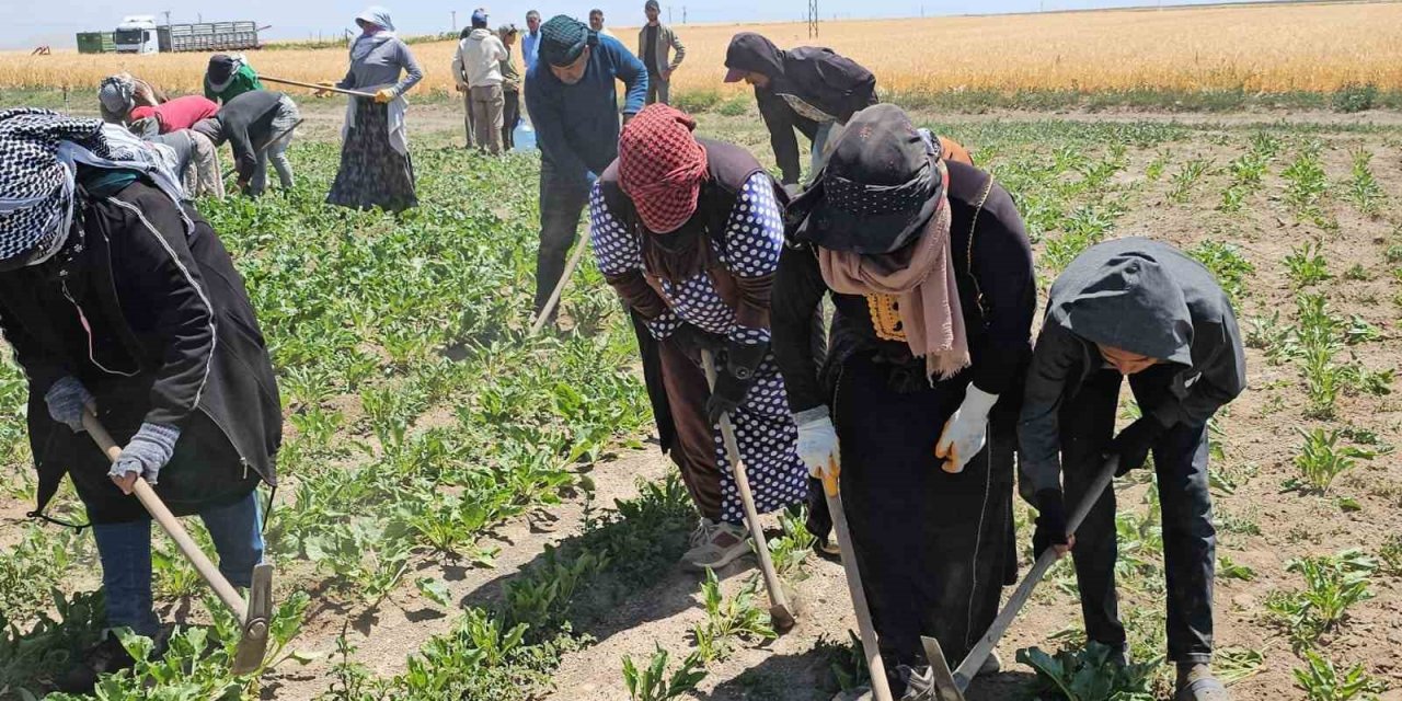 Adilcevaz’da kavurucu sıcakta ekmek mücadelesi