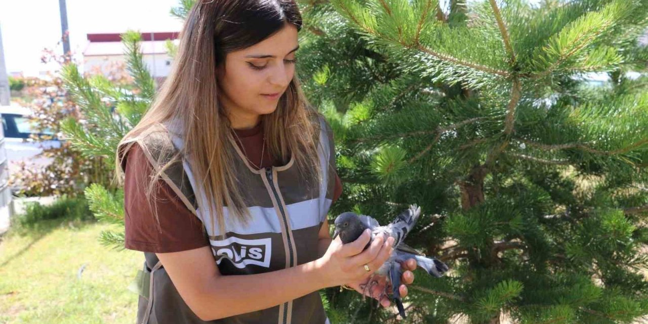 Yaralı güvercine polis şefkati