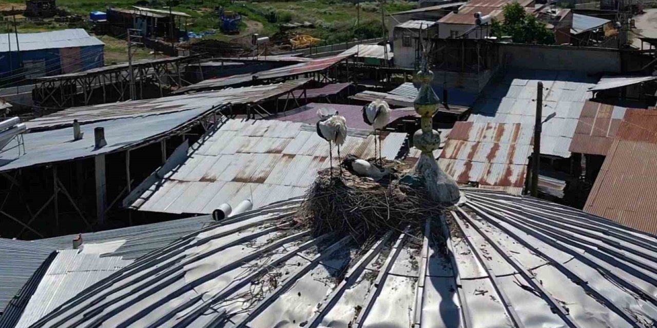 Leylekler Güzelova Mahallesi’ni mesken tuttu