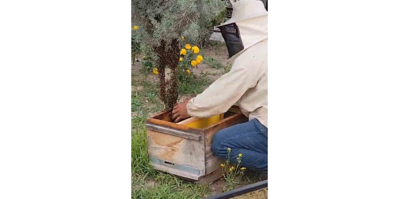 Iğdır’da kraliçe arının peşinden gelen binlerce arı şehir merkezini istila etti