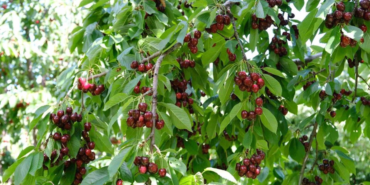 Kirazı zirai don vurdu, rekolte düştü