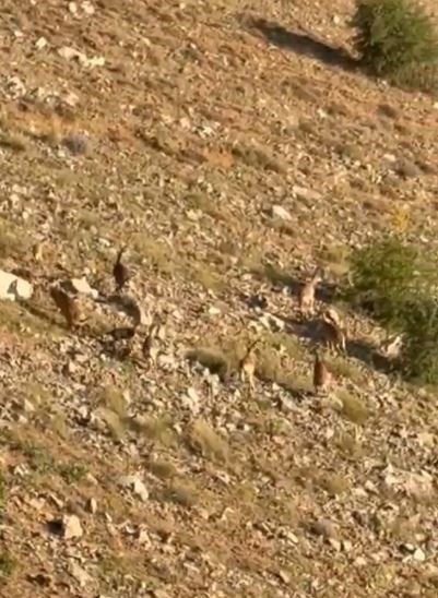 Elazığ’da dağ keçileri görüntülendi