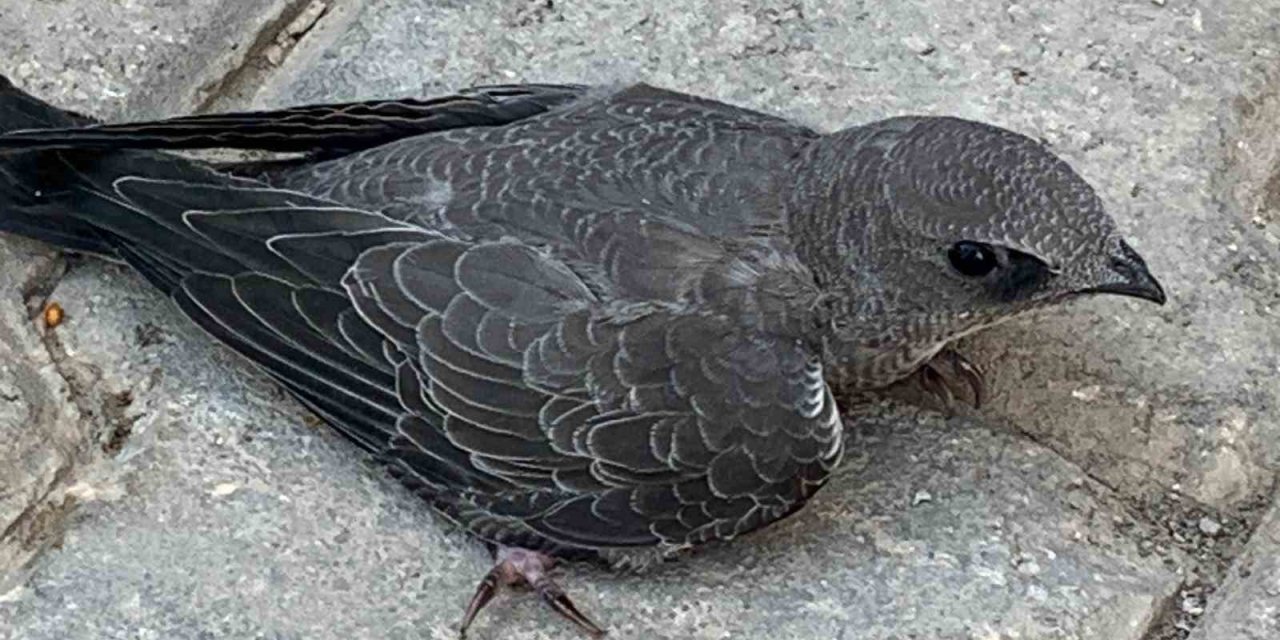 Bitkin halde bulduğu Ebabil kuşunu koruma altına aldı