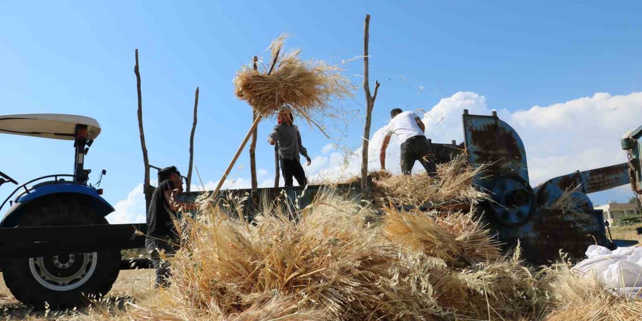 Tercan’da hububat tarlalarında hasat başladı