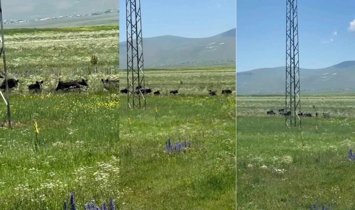 Kars-Ardahan karayolunda domuz sürüsü görüntülendi