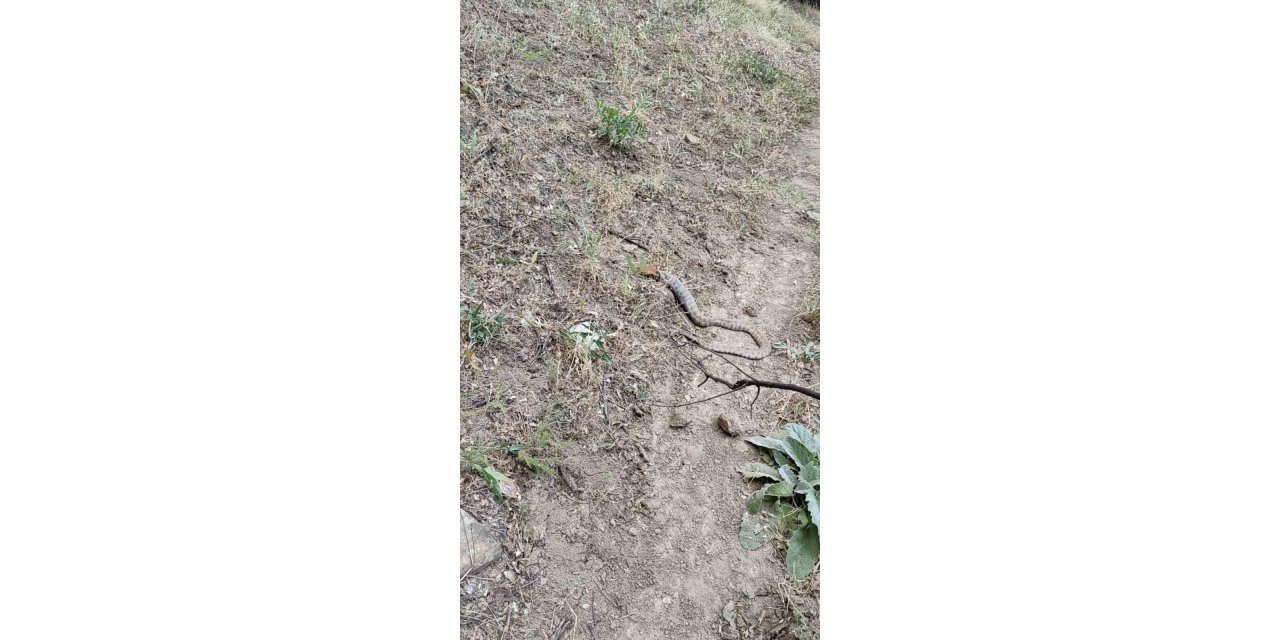 Koca engerek, sincabı yuttu