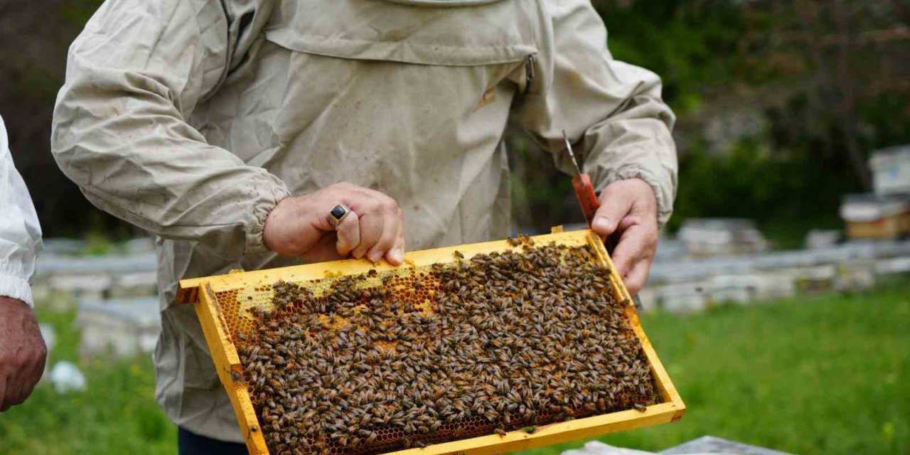 Bal verimi yüzde 40 düştü