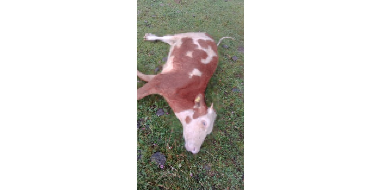 Ardahan’da yıldırım düştü, 5 inek telef oldu