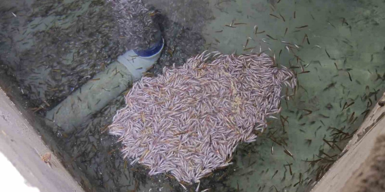 Bağbaşı Mahallesi’ndeki tesiste binlerce yavru alabalık öldü