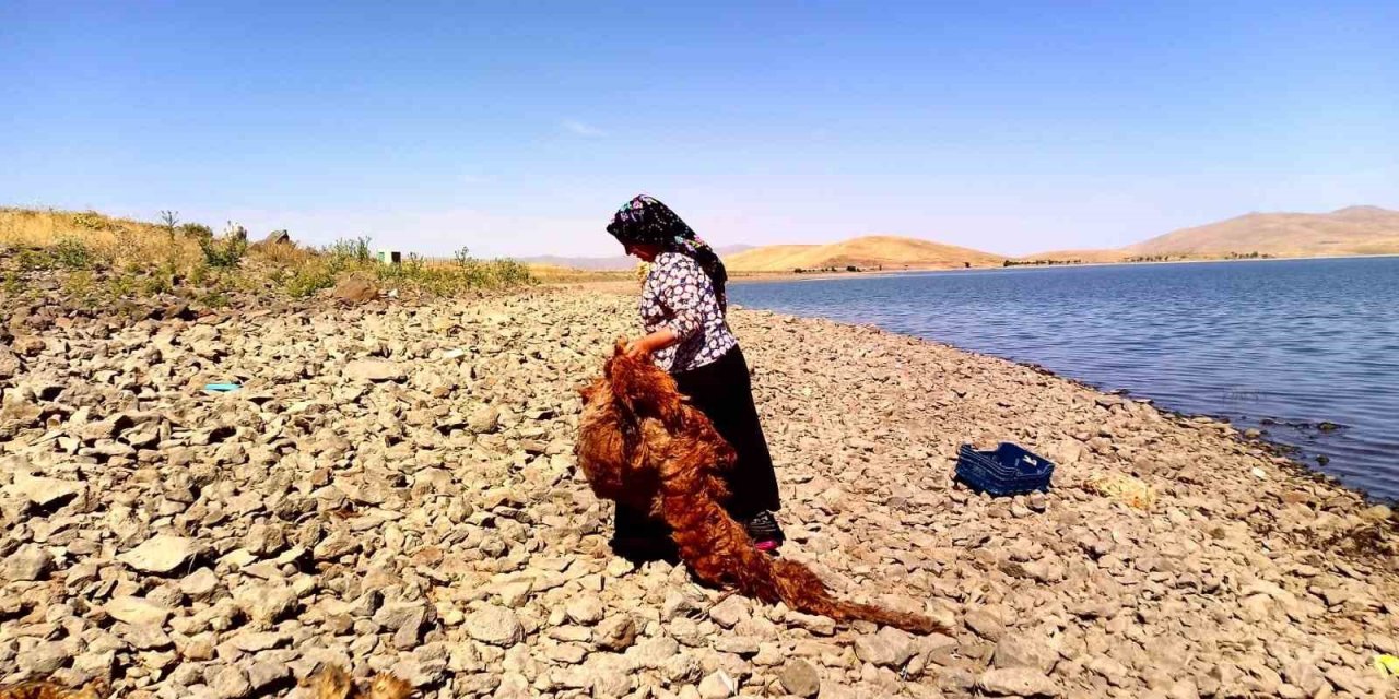 Ağrı’da asırlardır süregelen gelenek: Patnoslu kadınlar, çeyizlik yünleri yıkama mesaisine başladı