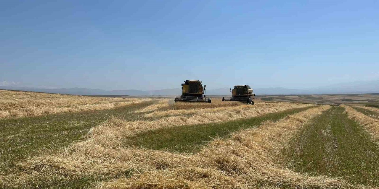 Kars’ta Ata tohumu arpa ile bereket fışkırdı: Çiftçinin yüzü güldü