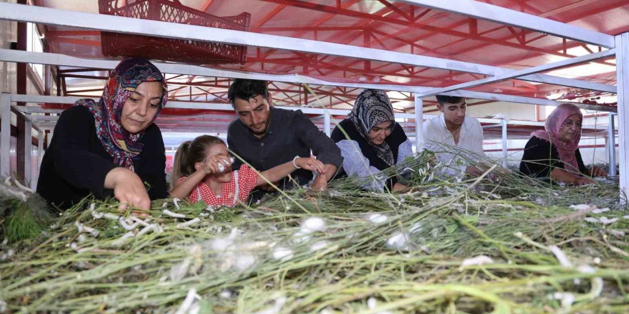 Elazığ tarihinin en büyük ipek böcekçiliği çiftliğini kurdu: Onlarca yeni üreticiye ilham oldu