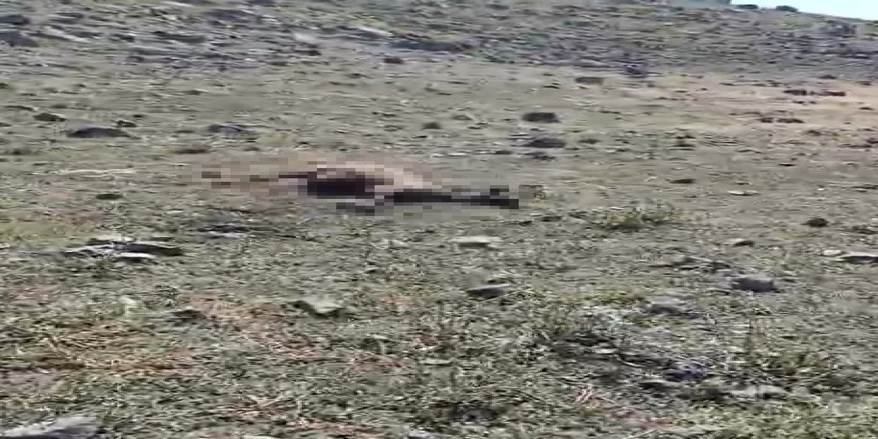 Kars’ta kurt saldırısında onlarca koyun telef oldu