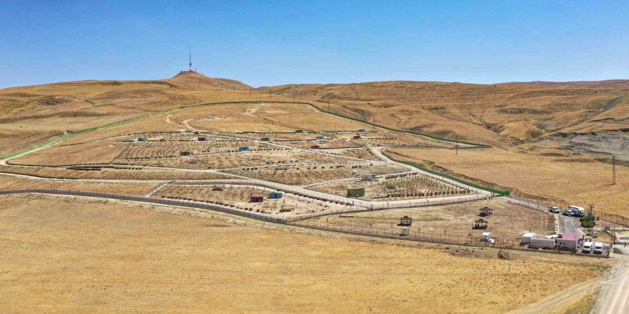 Van Büyükşehir Belediyesi doğal yaşam alanına 20 bin ağaç dikti