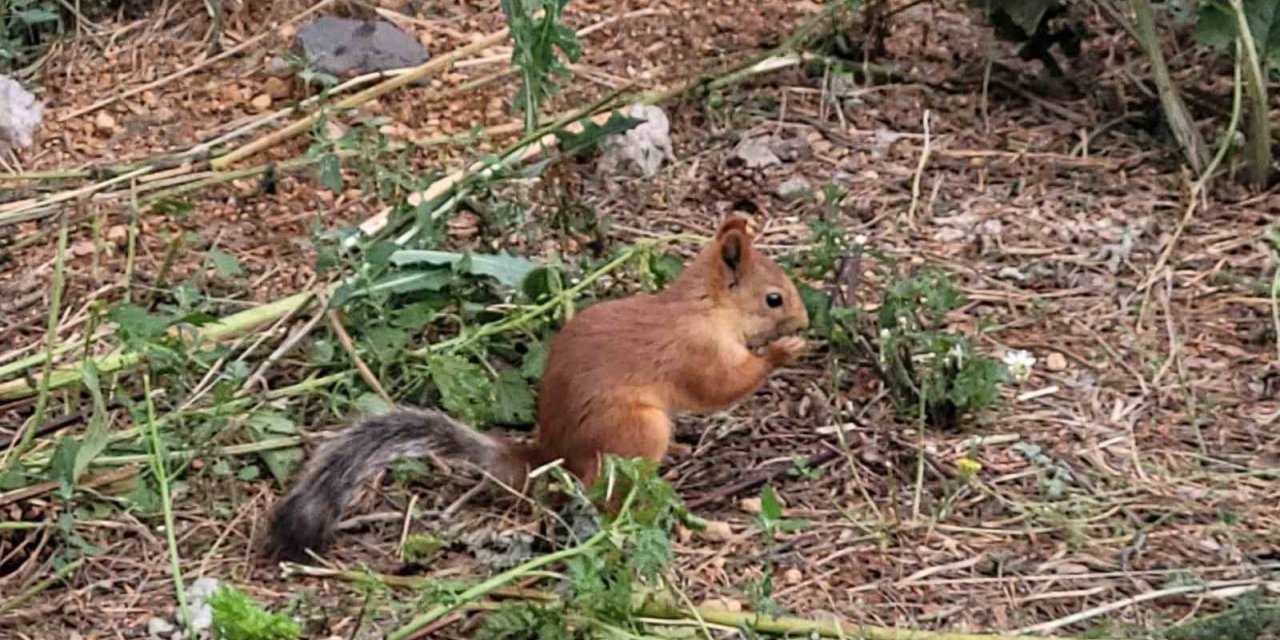 Sarıkamış’ta sevimli sincap cep telefonuyla kaydedildi