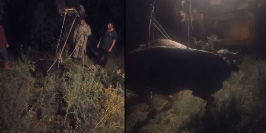 Kars’ta kayalıktan düşen inek kurtarıldı