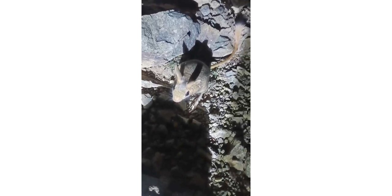 Tunceli’de nesli tükenme tehlikesi altında bulunan Arap tavşanı görüldü