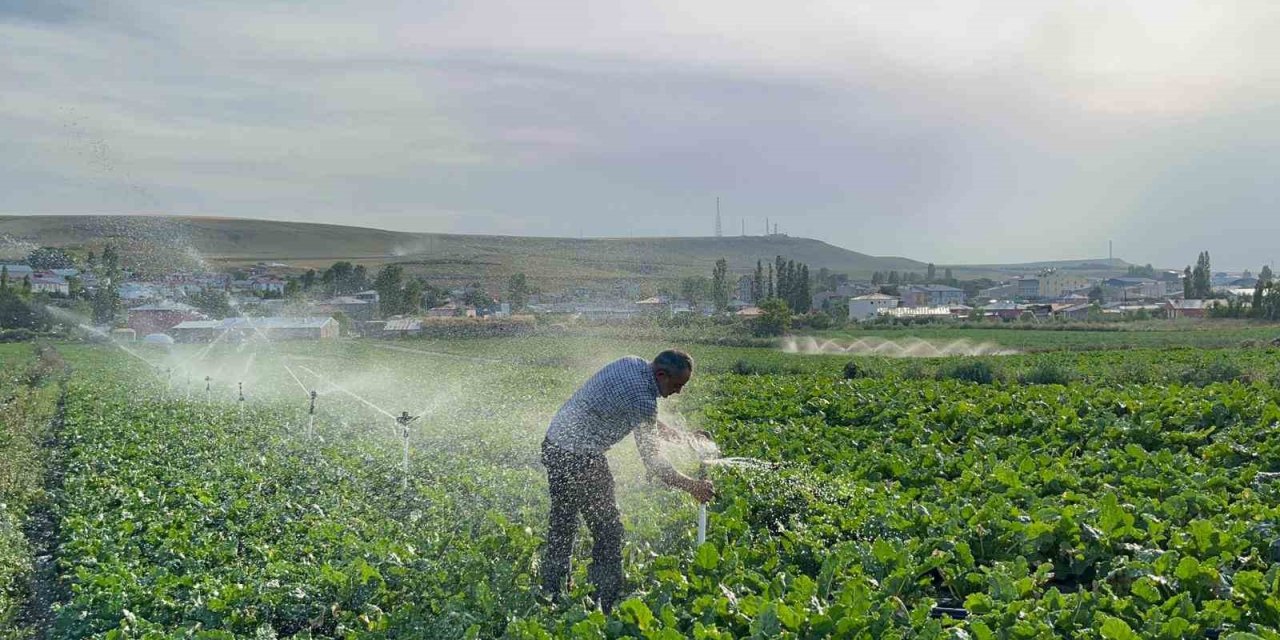 Karslı çiftçi baba çocuklarını okutmak için pancar ekiyor