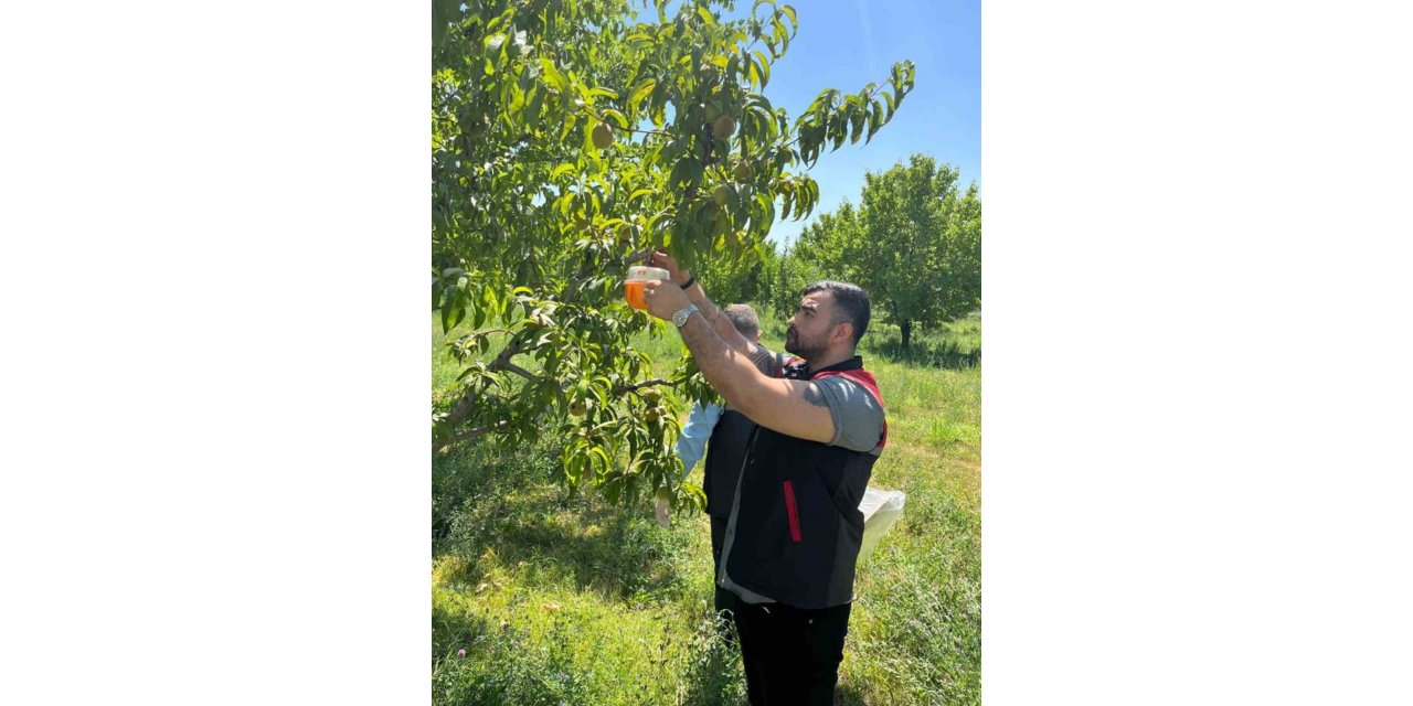 Akdeniz meyve sineğine karşı mücadele ediliyor