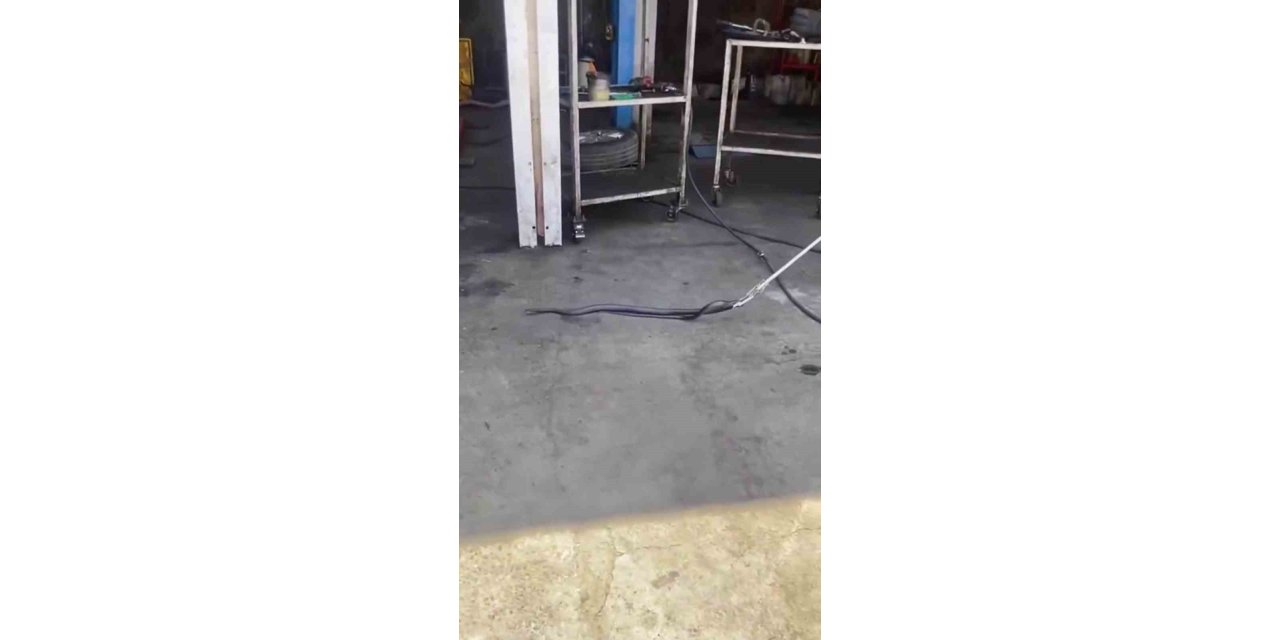 Bingöl’de tamirciye giren yılan paniğe neden oldu