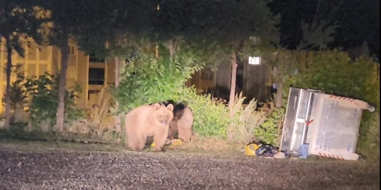 Sarıkamış’ta ayılar caddelerde cirit atıyor